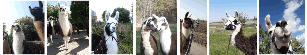 Pfälzer Lamas; Dannstadt-Schauernheim – Kindergeburtstag Pfälzer Lamas; Dannstadt-Schauernheim – Kindergeburtstag